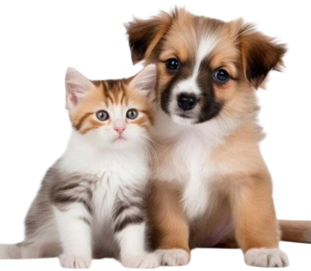 Manipulados para seus animais